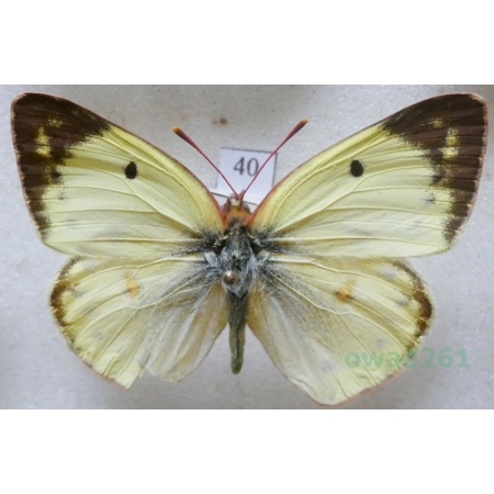 Colias alfacariensis Ribbe, 1905 male Szlaczkoń południowiec Hungaria40